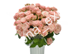 Мадам Бомбастик/розы пионовидные