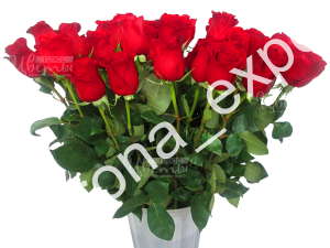 Фридом