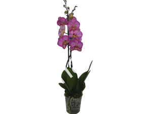Орхидея