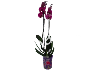 Орхидея