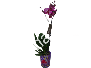Орхидея