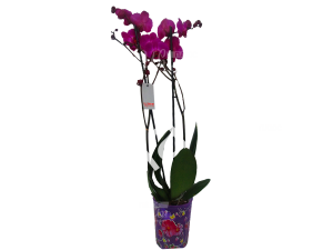 Орхидея