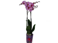 Орхидея