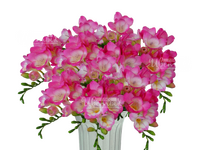 Фрезия розовая