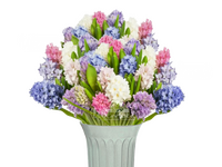 Гиацинты/микс цвет