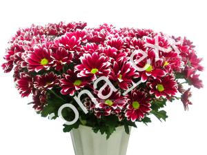 Бакарди