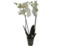 Орхидея