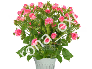 Розы кустовые с доставкой